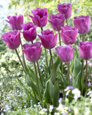 Tulipan Magic Lavender - duża paczka! - 50 szt.