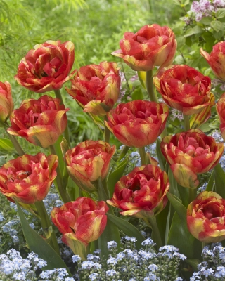 Tulipan Sundowner - duża paczka! - 50 szt.