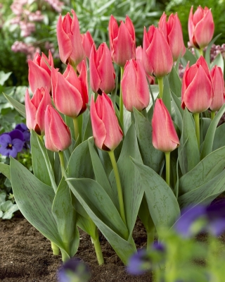 Tulipan niski różowy - Greigii pink - duża paczka! - 50 szt.