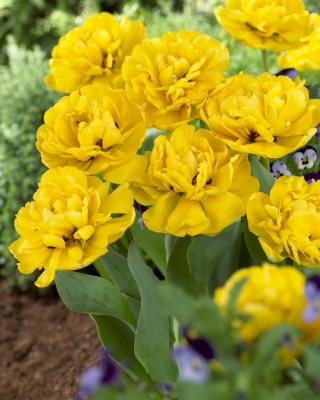 Tulipan Yellow Pomponette - pełny - duża paczka! - 50 szt.