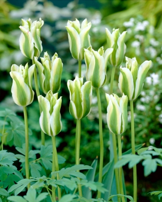 Tulipan Spring Green - GIGA paczka! - 250 szt.
