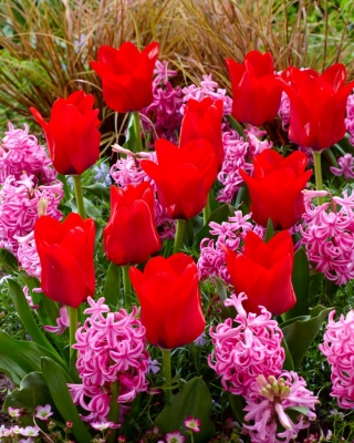 Zestaw - tulipan czerwony i hiacynt różowy - 40 szt.