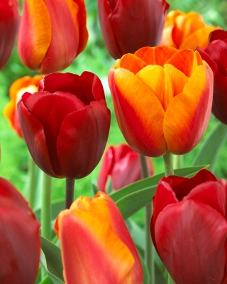 Zestaw tulipanów - czerwony i morelowy z żółtą obwódką - 50 szt.