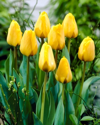 Tulipan Golden Apeldoorn - opak. 5 szt.