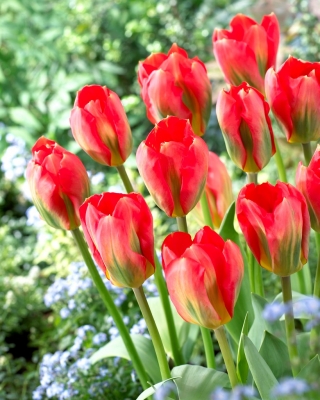 Tulipan Red Alert - duża paczka! - 50 szt.
