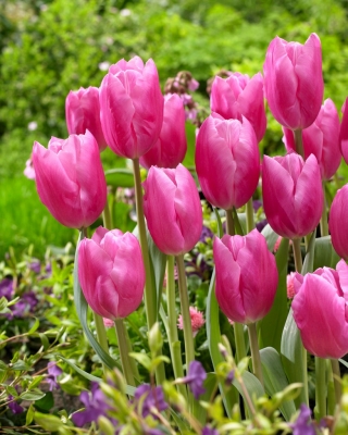 Tulipan Jumbo Pink - duża paczka! - 50 szt.