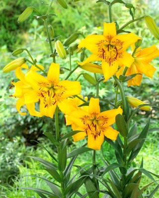 Lilia tygrysia - Yellow Bruse
