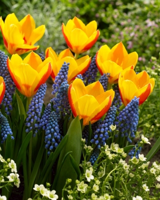 Pierwsza wiosna - 75 cebulek szafirków i tulipanów - kompozycja 2 ciekawych odmian