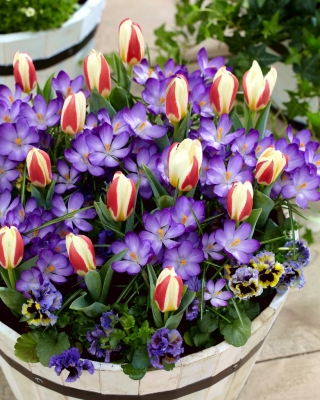 Wiosenny rekwizyt - 75 cebulek krokusów i tulipanów - kompozycja 2 ciekawych odmian
