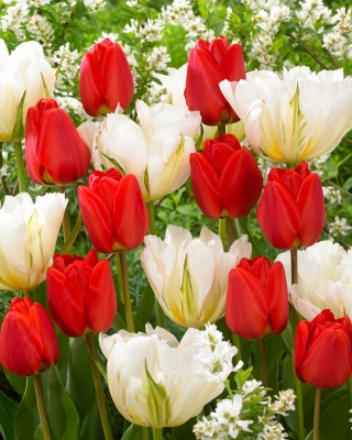 Wiosenna twórczość - 50 cebulek tulipanów - kompozycja 2 odmian