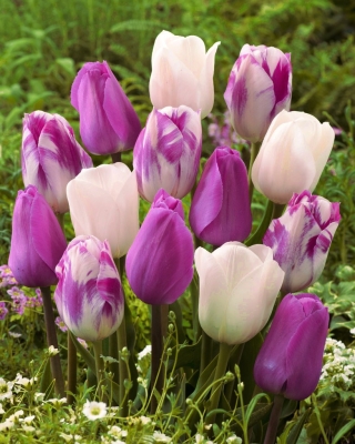 Zestaw 3 odmian cebulek tulipanów - Kompozycja odmian Don Quichotte, White Dream i Flaming Flag - 45 szt.