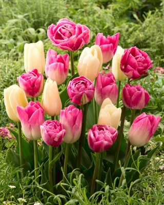 Zestaw 3 odmian cebulek tulipanów - Kompozycja odmian Creme Flag, Dynasty i Vogue - 45 szt.