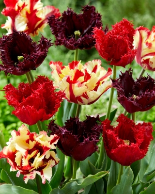 Zestaw 3 odmian cebulek tulipanów - Kompozycja odmian Labrador, Flaming Parrot i Barbados - 45 szt.