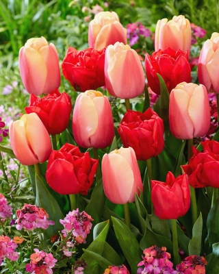 Zestaw 2 odmian cebulek tulipanów - Kompozycja odmian Abba i Beau Monde - 50 szt.