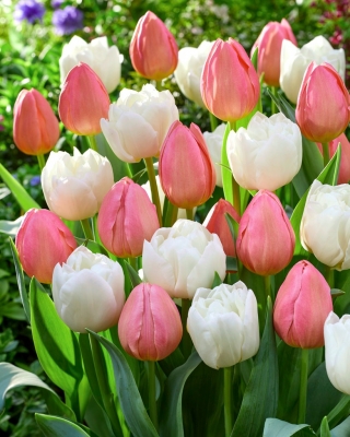 Zestaw 2 odmian cebulek tulipanów - Kompozycja odmian Mount Tacoma i Salmon Impression - 50 szt.