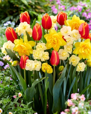 Zestaw tulipanów i narcyzów - kompozycja odmian Verandi, Cheerfulness i Dick Wilden - 45 szt.