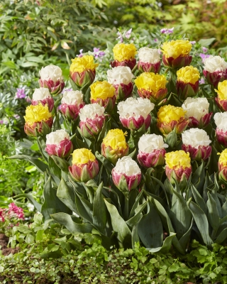 Radosna wiosna - 10 cebulek tulipanów - kompozycja 2 odmian