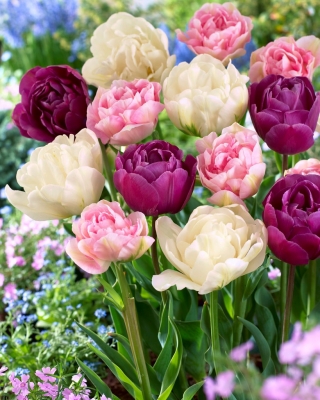 Zestaw 3 odmian cebulek tulipanów - Kompozycja odmian Angelique, Mount Tacoma i Negrita Double - 45 szt.