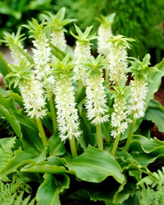 Lilia ananasowa - Eucomis autumnalis - duża paczka! - 20 szt.