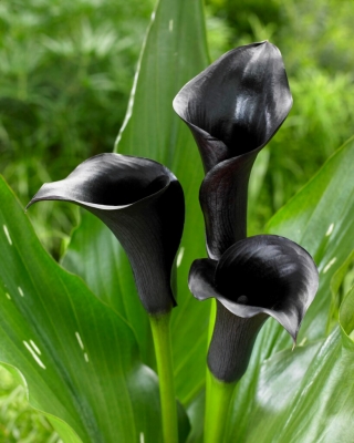 Calla czarna - Black