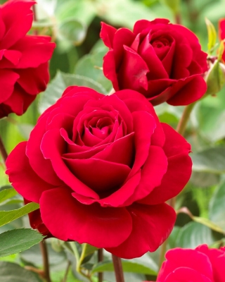 Róża rabatowa czerwona BEZKOLCOWA - sadzonka