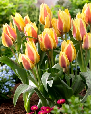 Tulipan City Flower - duża paczka! - 50 szt.