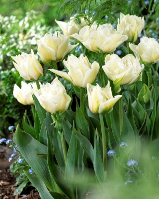 Tulipan Global Desire - duża paczka! - 50 szt.