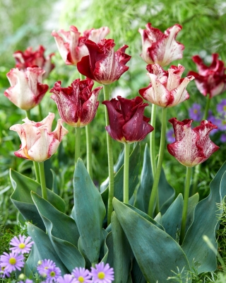 Tulipan Striped Crown - duża paczka! - 50 szt.