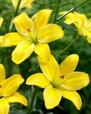 Lilia - Yellow Cocotte - bezpyłkowa, idealna do wazonu! - duża paczka! - 10 szt.