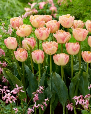 Tulipan Creme Upstar - GIGA paczka! - 250 szt.