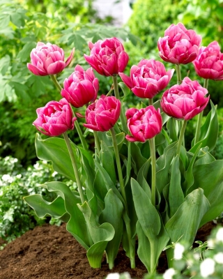 Tulipan Pink Cameo - GIGA paczka! - 250 szt.