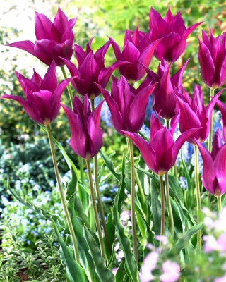 Tulipan Purple Dream - GIGA paczka! - 250 szt.