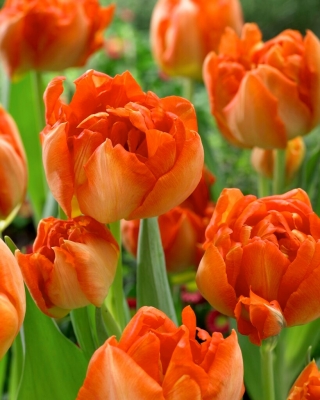 Tulipan Monte Orange - duża paczka! - 50 szt.