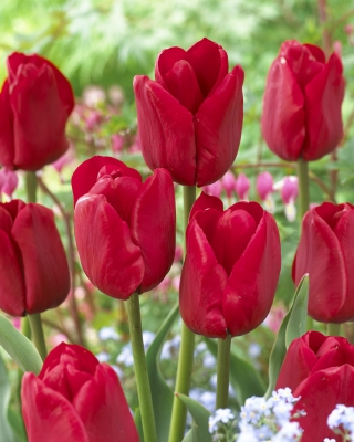 Tulipan Ile de France - GIGA paczka! - 250 szt.