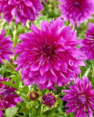 Dalia - Purple Taiheijo - GIGA paczka! - 50 szt.