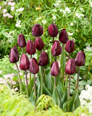 Tulipan Black Bean - GIGA paczka! - 250 szt.