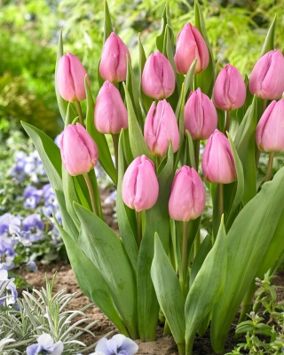 Tulipan Light Pink Prince - duża paczka! - 50 szt.