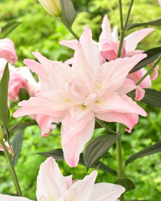Lilia - Lotus Spring - orientalna, pełna