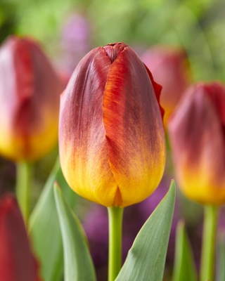 Tulipan Amberglow - 5 szt.