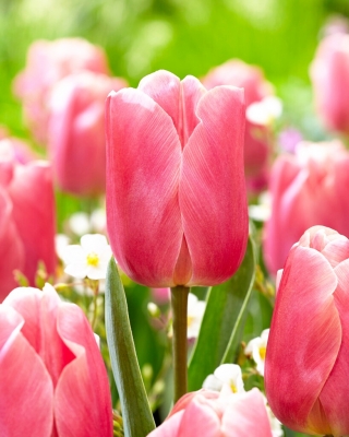 Tulipan Pink Jimmy - duża paczka! - 50 szt.