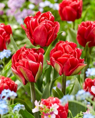 Tulipan Red Foxtrot - GIGA paczka! - 250 szt.