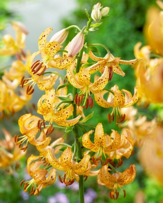 Lilia złotogłów - Guinea Gold