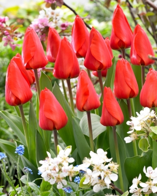 Tulipan Lalibela - duża paczka! - 50 szt.