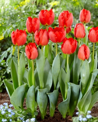 Tulipan Crystal Beauty - duża paczka! - 50 szt.