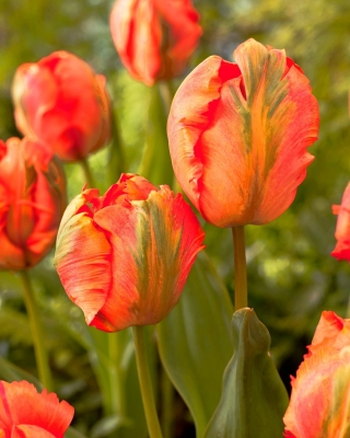 Tulipan Flower Power - duża paczka! - 50 szt.