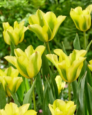 Tulipan Formosa - GIGA paczka! - 250 szt.