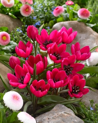 Tulipan Violacea Black Base - GIGA paczka! - 250 szt.