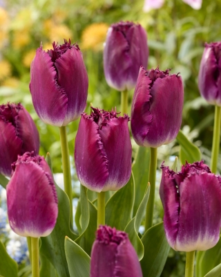 Tulipan Purple Crystal - duża paczka! - 50 szt.