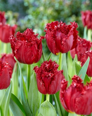 Tulipan Versaci - GIGA paczka - 250 szt.