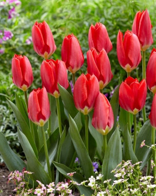 Tulipan Red Purissima - GIGA paczka! - 250 szt.